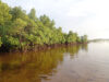 Ancient Forests of the Coastline