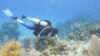 Life within the Coral: A World of Tiny Hidden Creatures