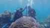 Archives of the Ocean: Reading Climate History in Corals