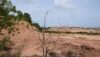 What are Mangroves?