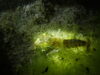 Listening to the Reef: How Sound Reveals Coral Life