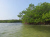 How Mangroves Store Carbon - and Why It Matters